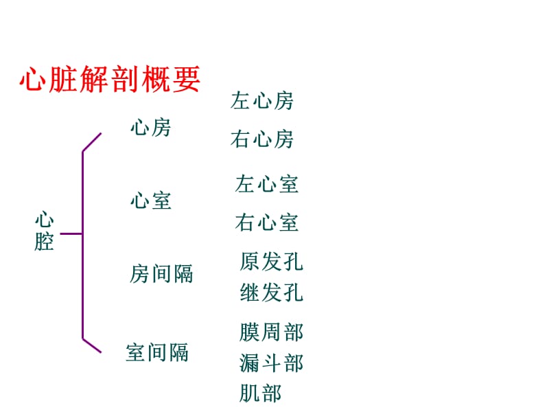 心脏解剖及超声心动图检查方法 心功能测定-PPT文档资料课件_第2页