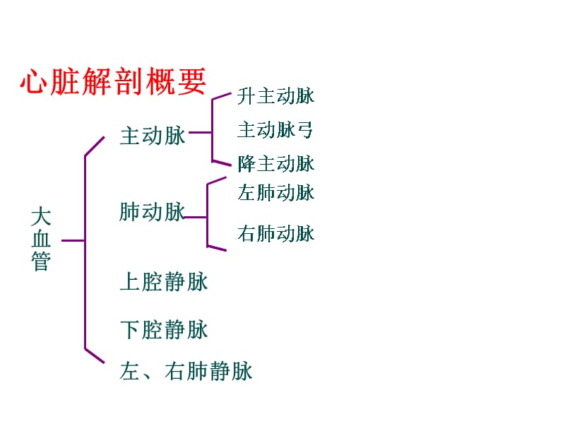 心脏解剖及超声心动图检查方法 心功能测定-PPT文档资料课件_第3页