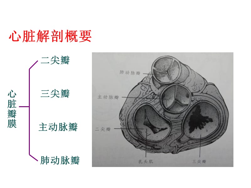 心脏解剖及超声心动图检查方法 心功能测定-PPT文档资料课件_第4页