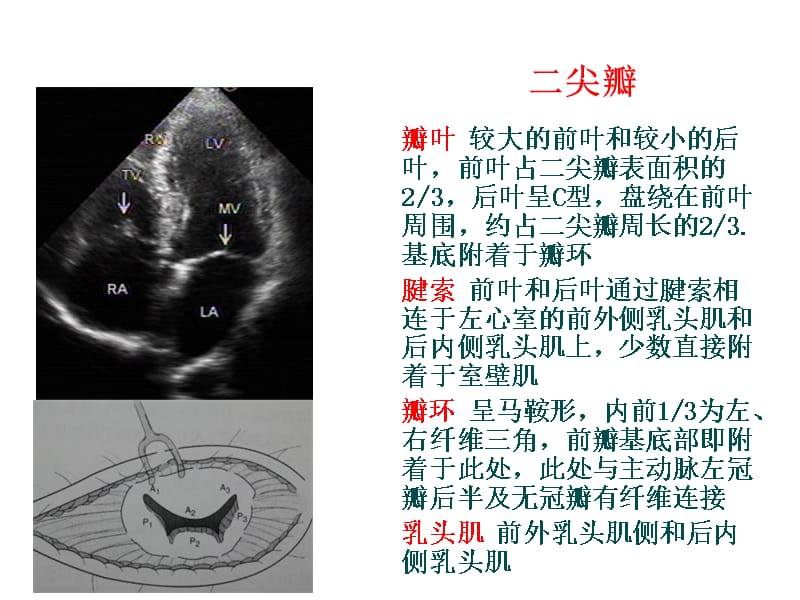 心脏解剖及超声心动图检查方法 心功能测定-PPT文档资料课件_第5页