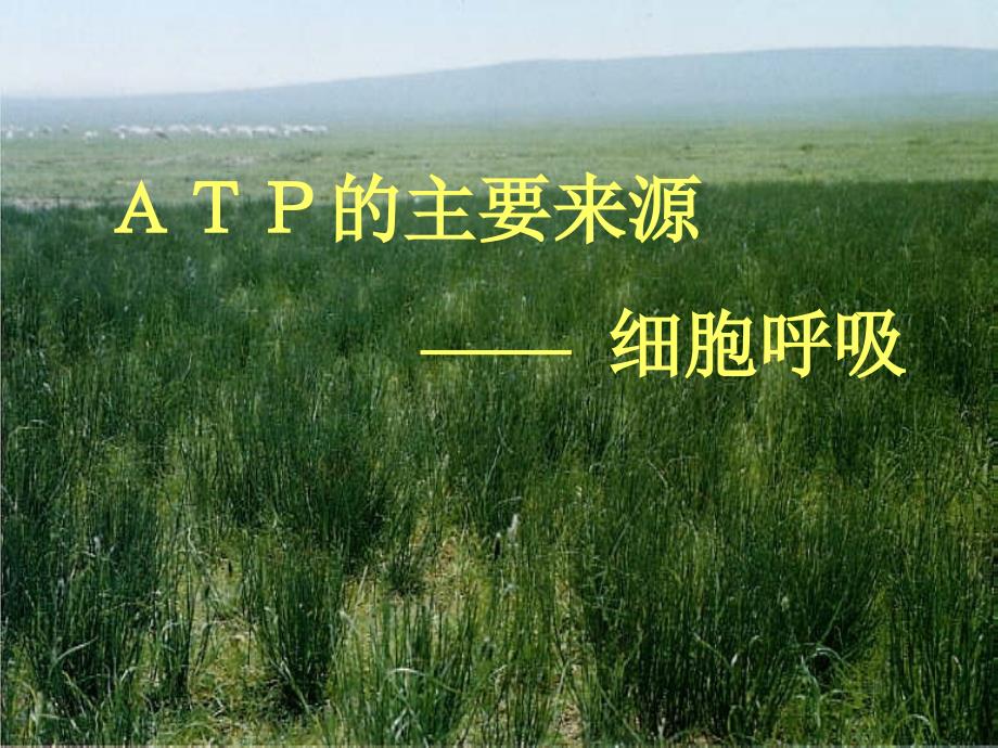 2006年江苏省高一生物ATP的主要来源 细胞呼吸课件_第4页