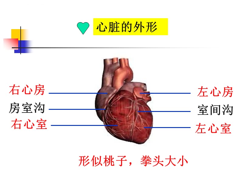 心脏基础护理-PPT文档课件_第2页