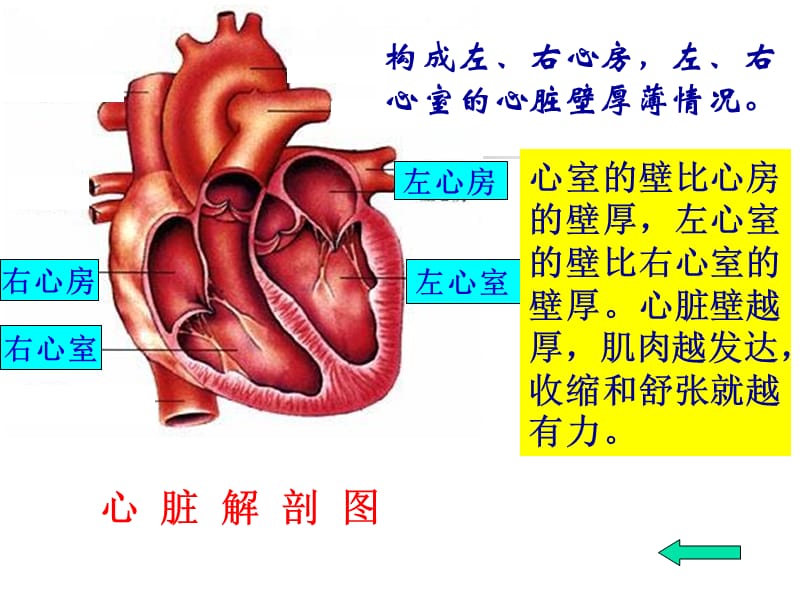 心脏基础护理-PPT文档课件_第3页