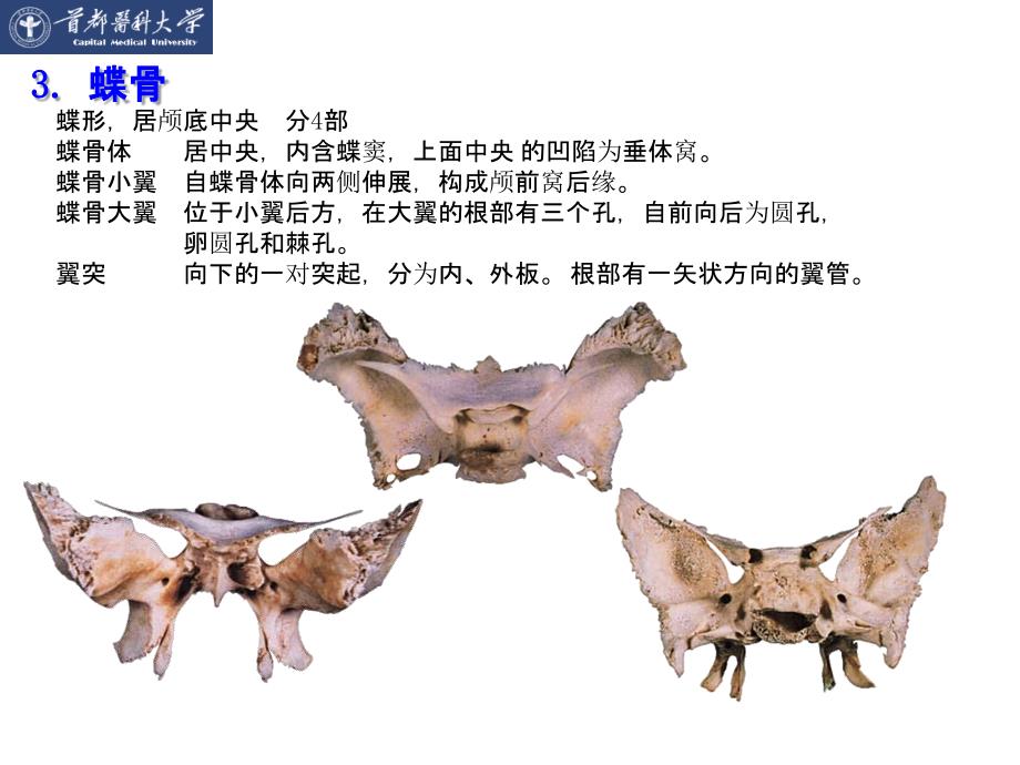 【课件-正常人体形态学实验】_03颅骨实习_第4页