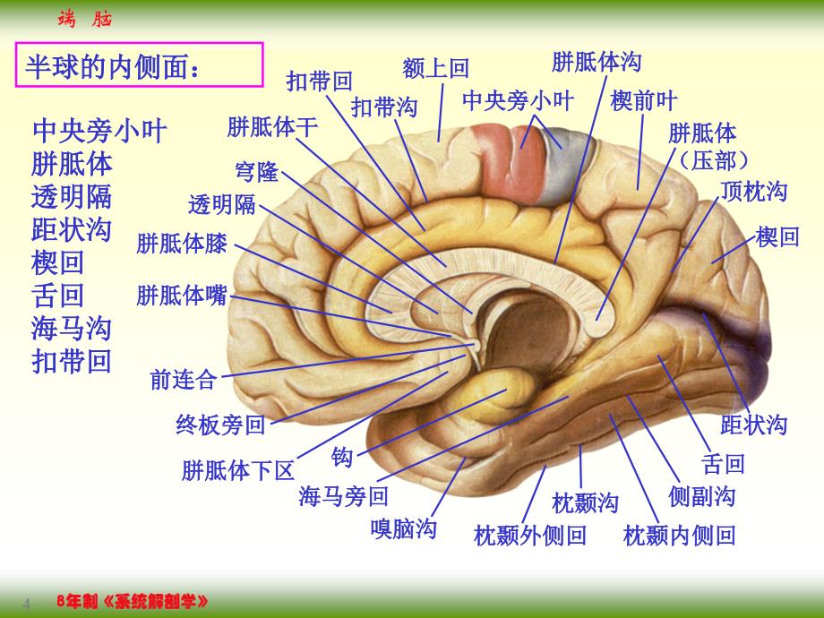 【课件-8年制系统解剖学（2版）】_17-4端脑_第4页