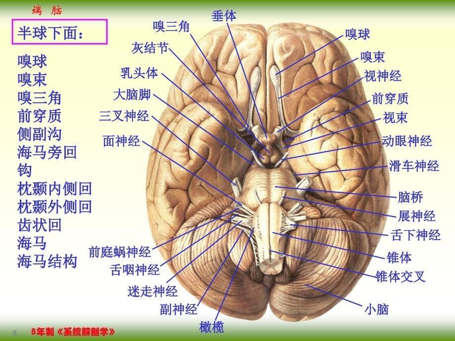 【课件-8年制系统解剖学（2版）】_17-4端脑_第5页