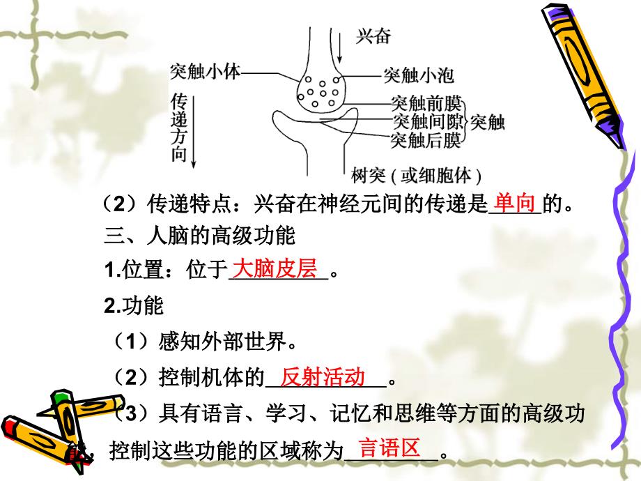 2010高三生物二轮复习课件：人和动物生命活动的调节_第3页