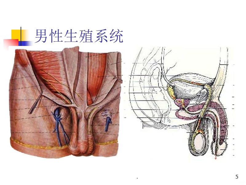 营养保健师@不同人群的营养PPT课件_第5页