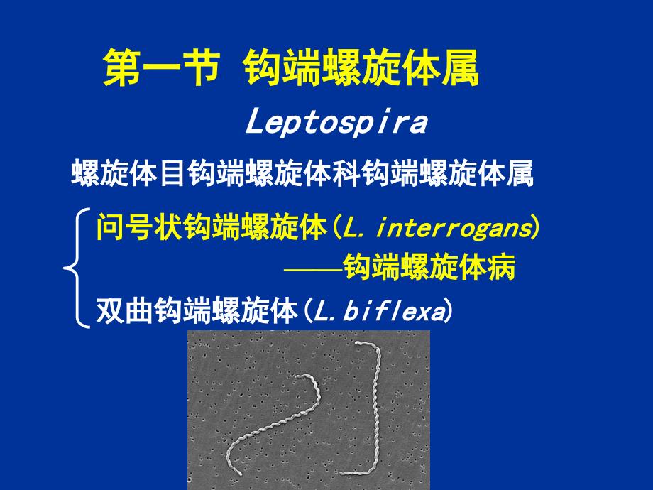 医学微生物学螺旋体教学幻灯片_第3页