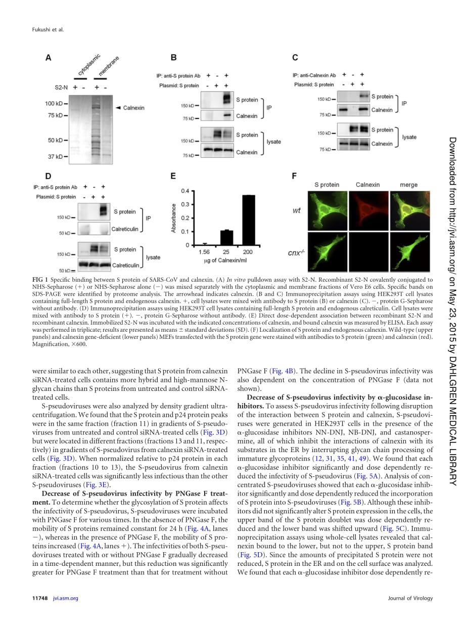 2012 Monitoring of S Protein Maturation in the Endoplasmic Reticulum by Calnexin Is Important for the Infectivity of Sev_第4页