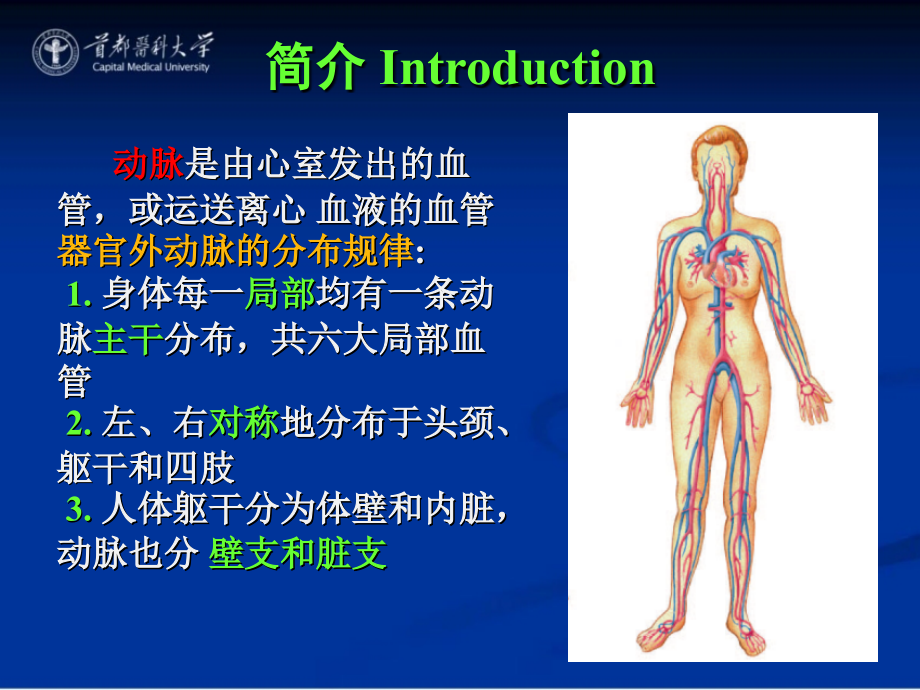 【课件-系统解剖学】_17 动脉_首都医科大学_第2页