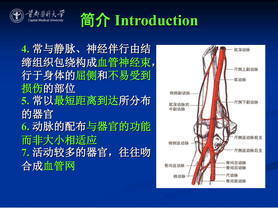 【课件-系统解剖学】_17 动脉_首都医科大学_第3页