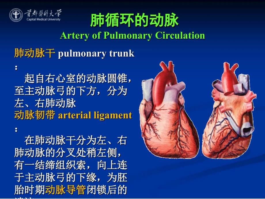 【课件-系统解剖学】_17 动脉_首都医科大学_第5页