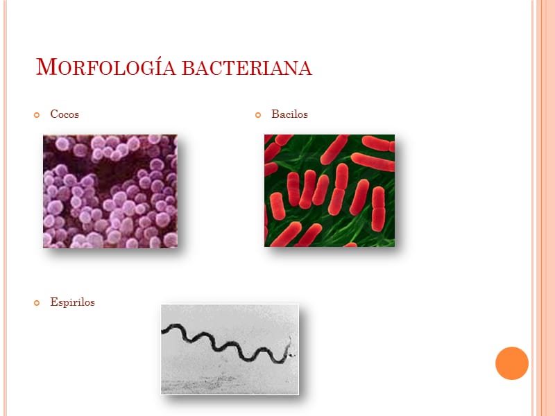 医学课程讲义之病毒样本剖析microbiologa-.精编版_第2页