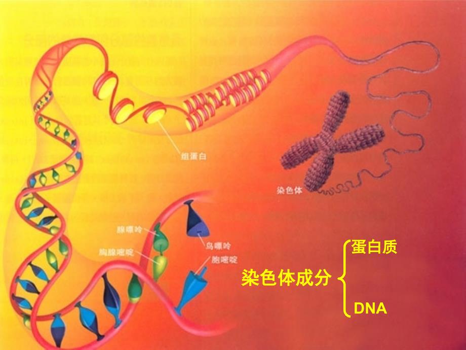 必修二3-1_DNA是主要的遗传物质讲课课件_第1页