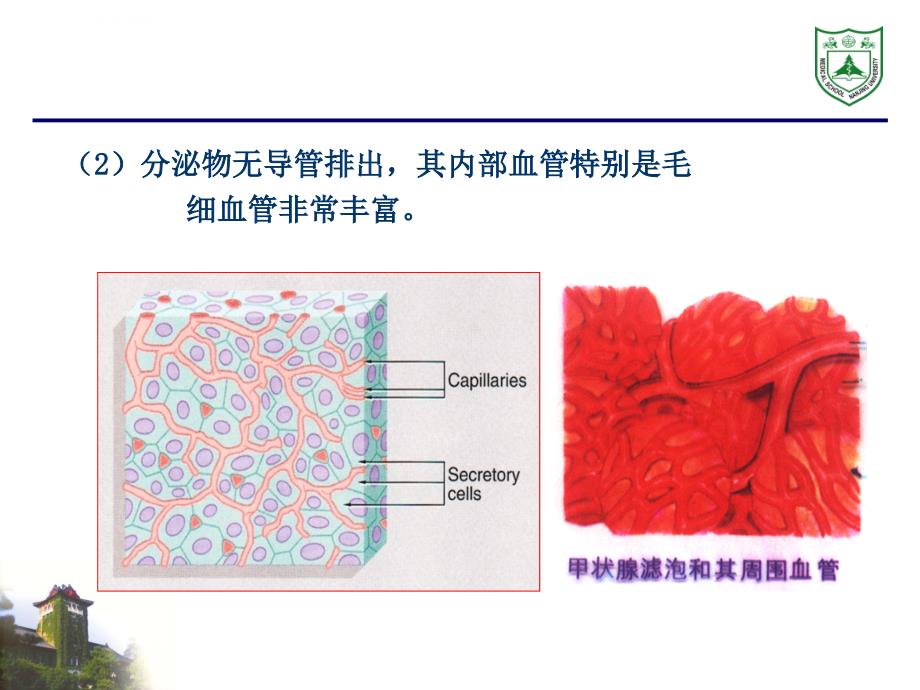 内分泌系统组织学ppt课件_第3页