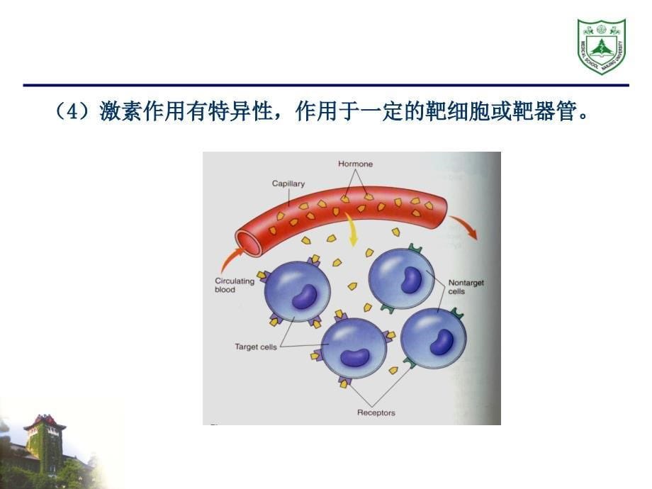 内分泌系统组织学ppt课件_第5页