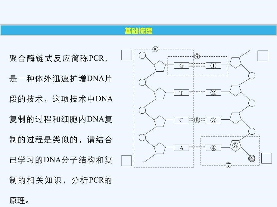 2017-2018学年高中生物 第4章 现代生物技术 第15课时 聚合酶链式反应技术同步备课 北师大版选修1(1)_第5页