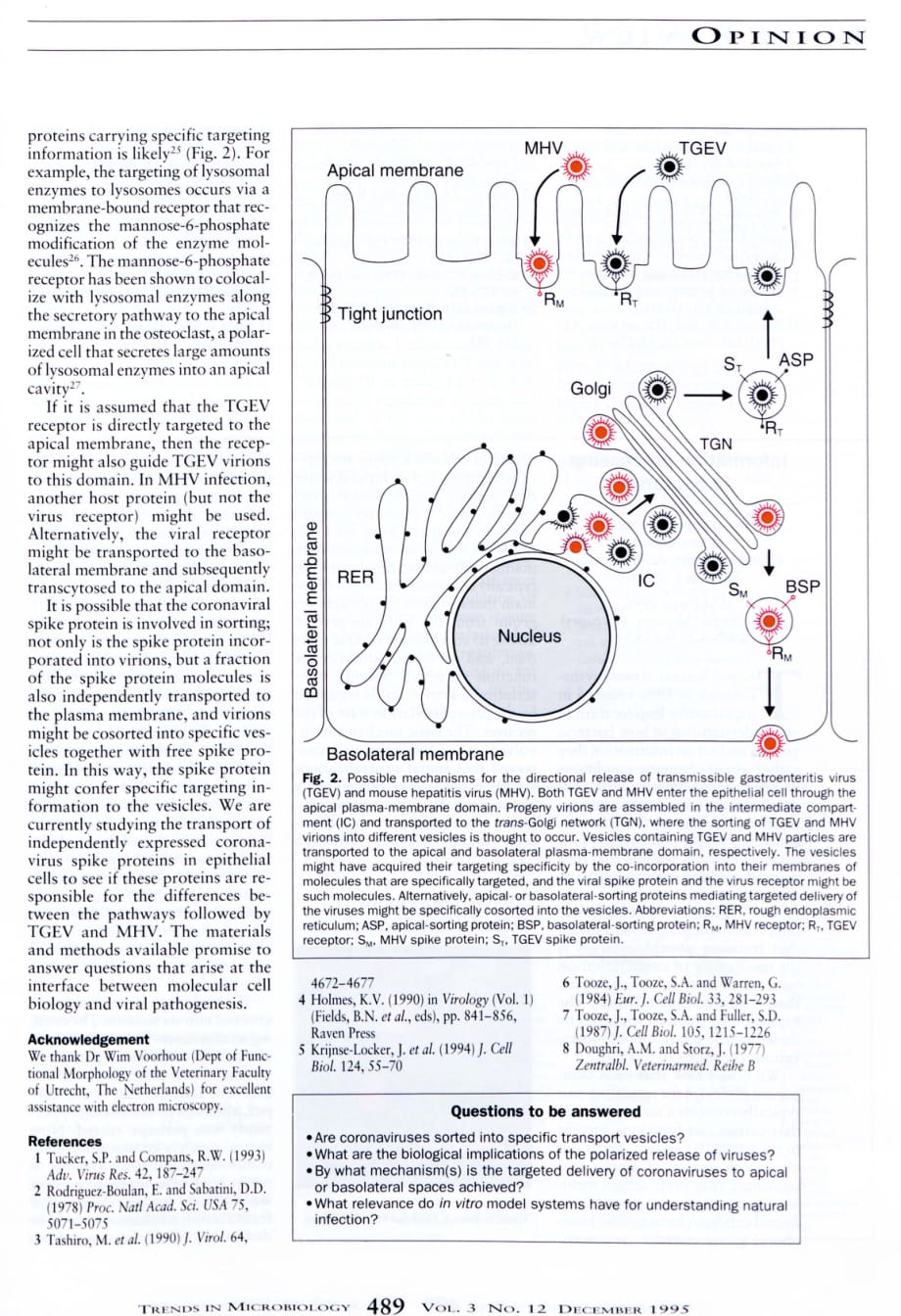 1995 Coronavirus infection of polarized epithelial cells_第4页