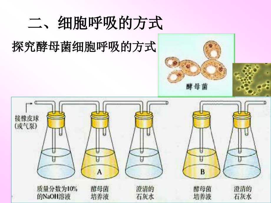 2012《分子与细胞》一轮复习—11细胞呼吸54784_第4页