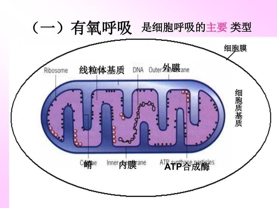 2012《分子与细胞》一轮复习—11细胞呼吸54784_第5页