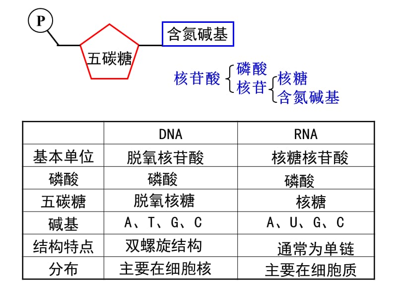 2010fxDNA结构_第5页