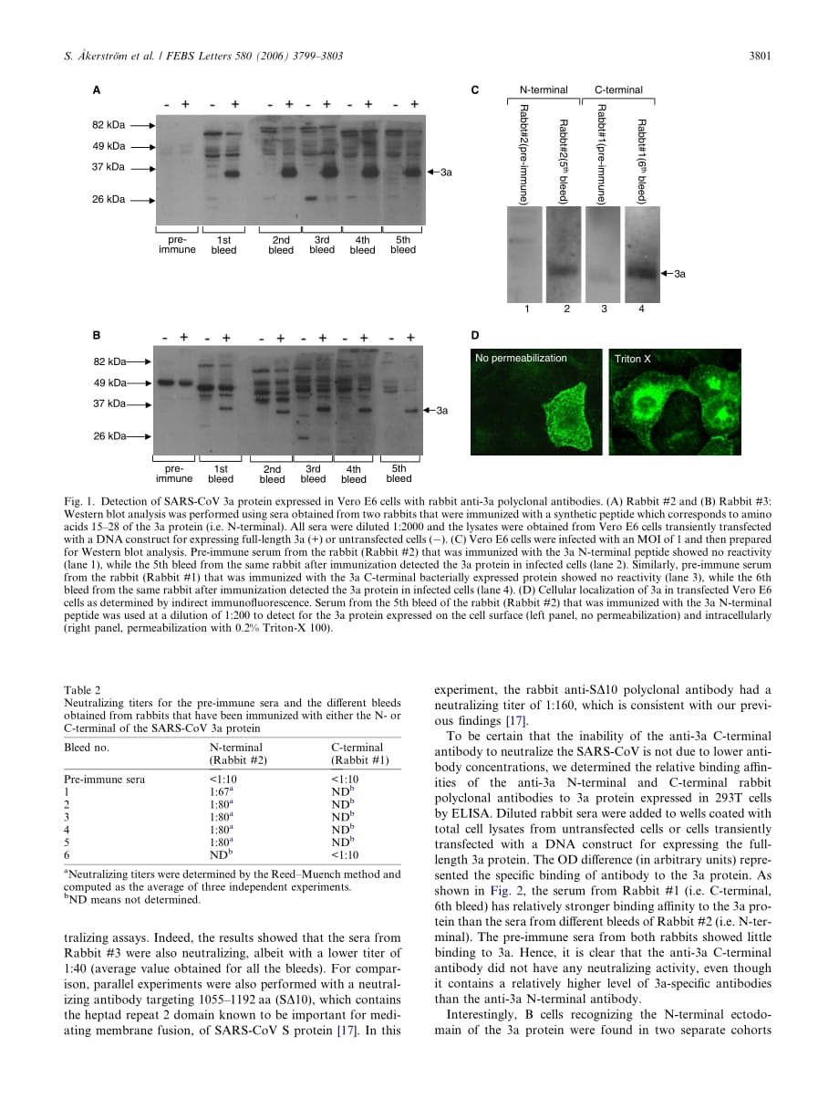 2006 Amino acids 15_28 in the ectodomain of SARS coronavirus 3a protein induces neutralizing antibodies_第3页