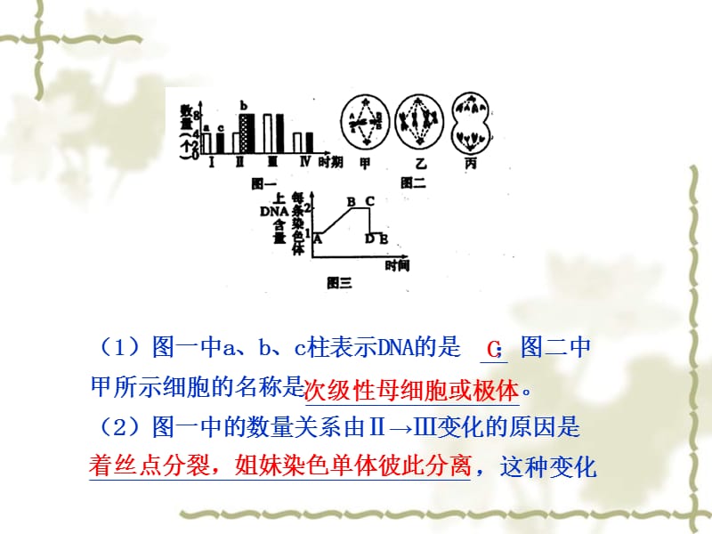 2011届高考生物总复习课件步步高系列 规范答题6 有关细胞分裂综合应用的案例_第2页