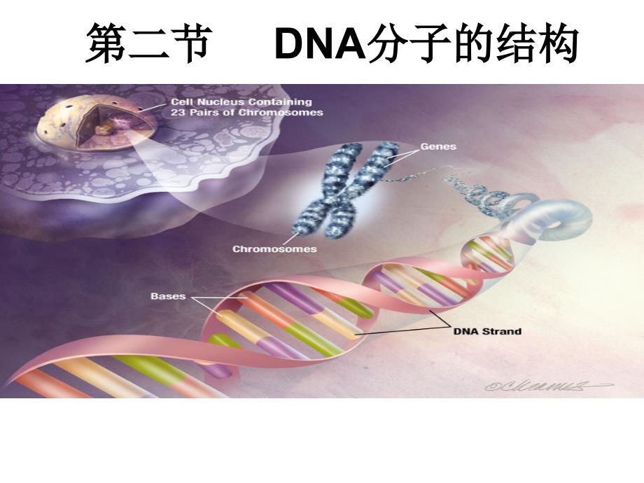 2012_DNA分子的结构_第1页