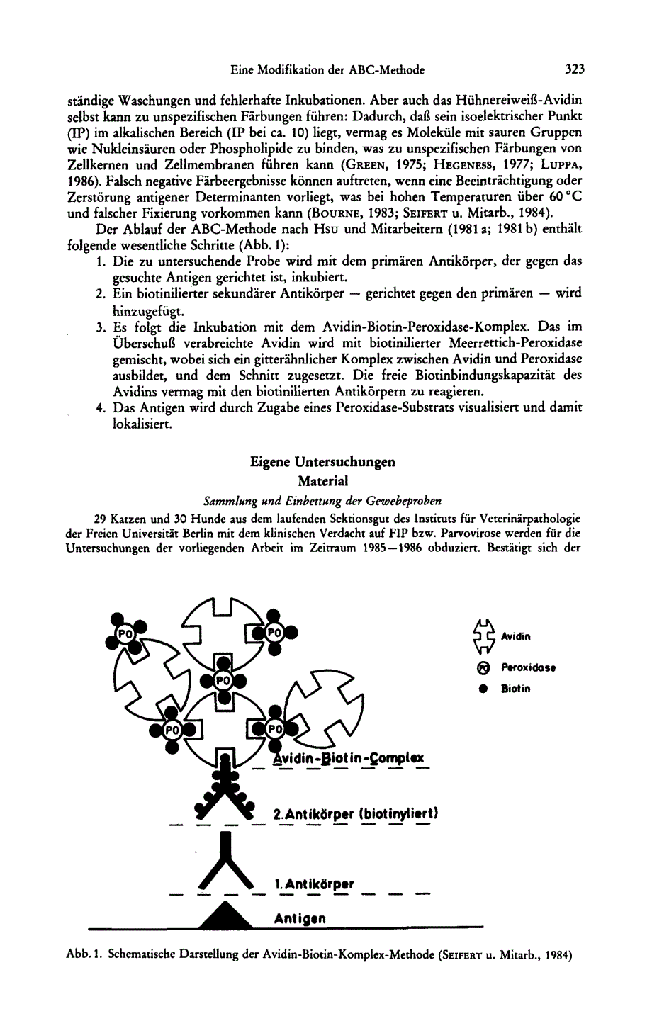 1989 Eine Modifikation der ABC-Methode (Avidin-Biotin-Peroxidase-Complex) f_r den Nachweis von viralen Antigenen bei der_第3页