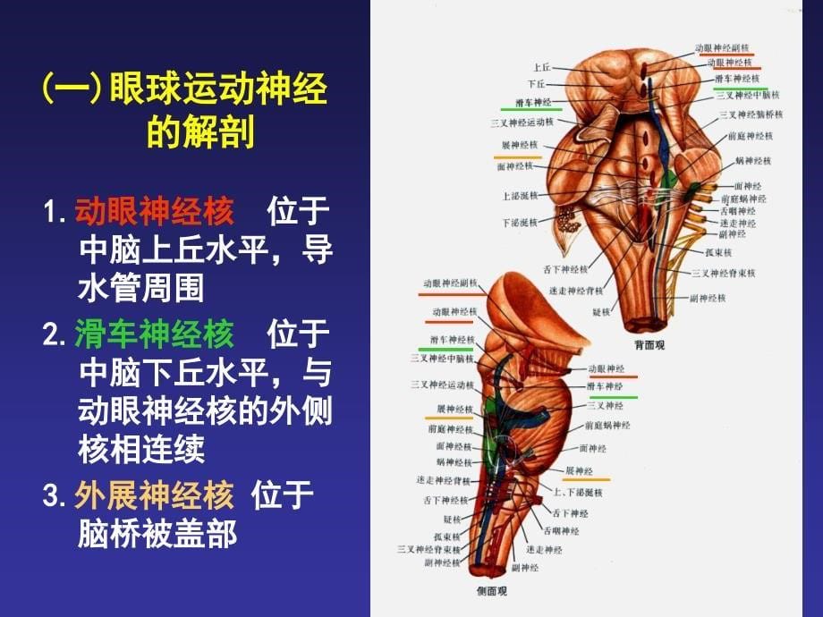 眼外肌麻痹的诊断思路精品课件_第5页