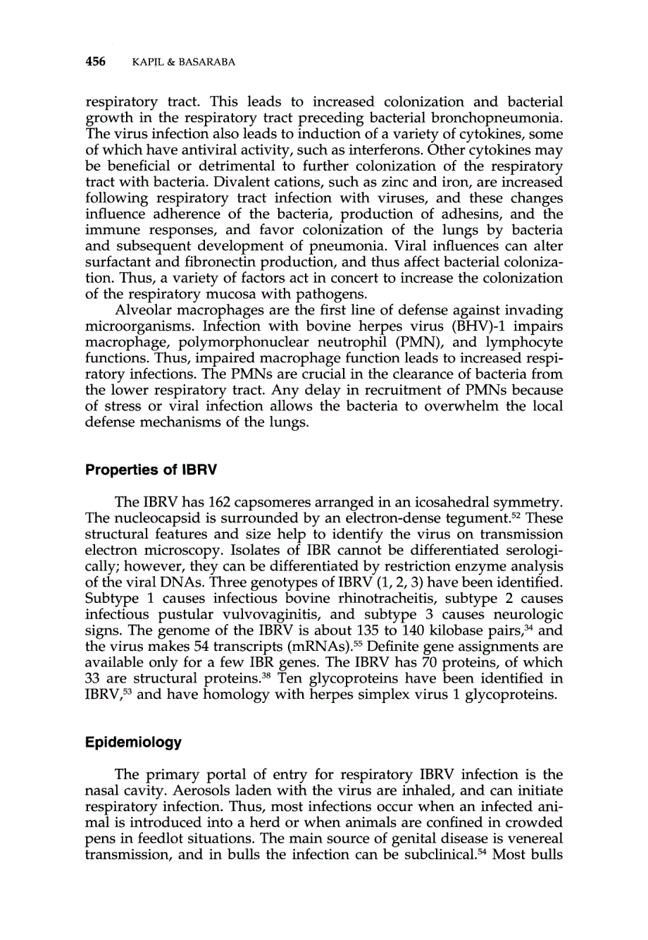 1997 Infectious Bovine Rhinotracheitis, Parainfluenza-3, and Respiratory Coronavirus_第2页