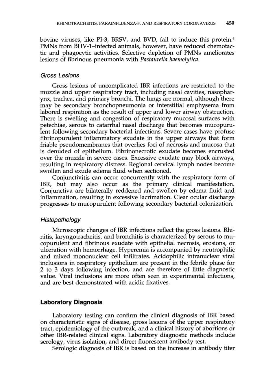 1997 Infectious Bovine Rhinotracheitis, Parainfluenza-3, and Respiratory Coronavirus_第5页