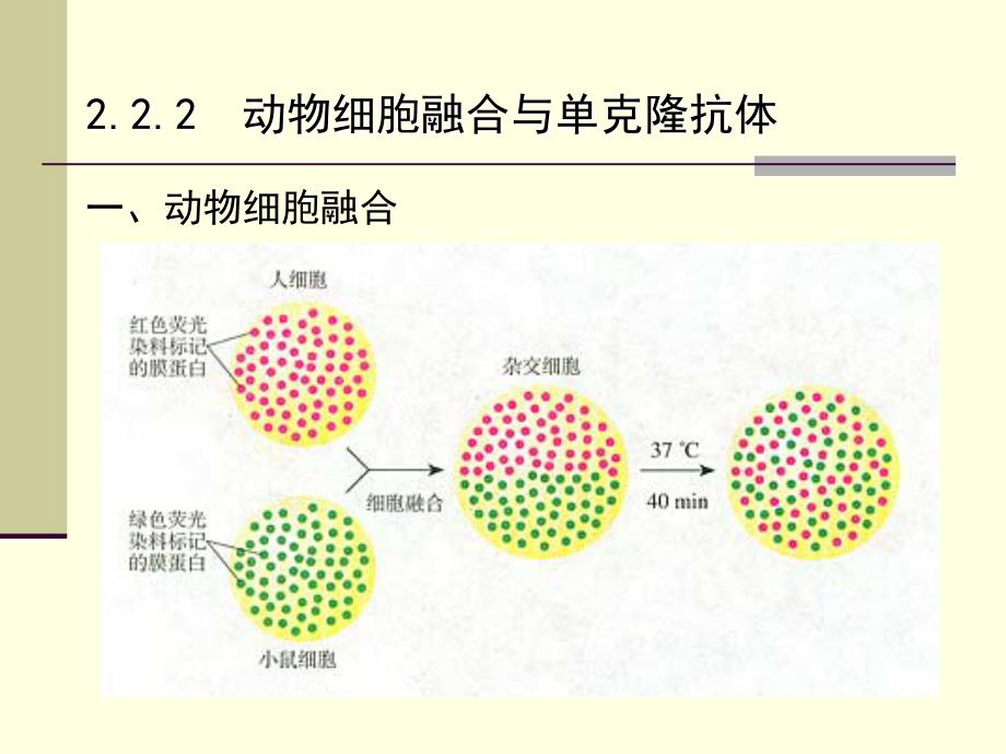.2.2动物细胞融合与单克隆抗体_第4页
