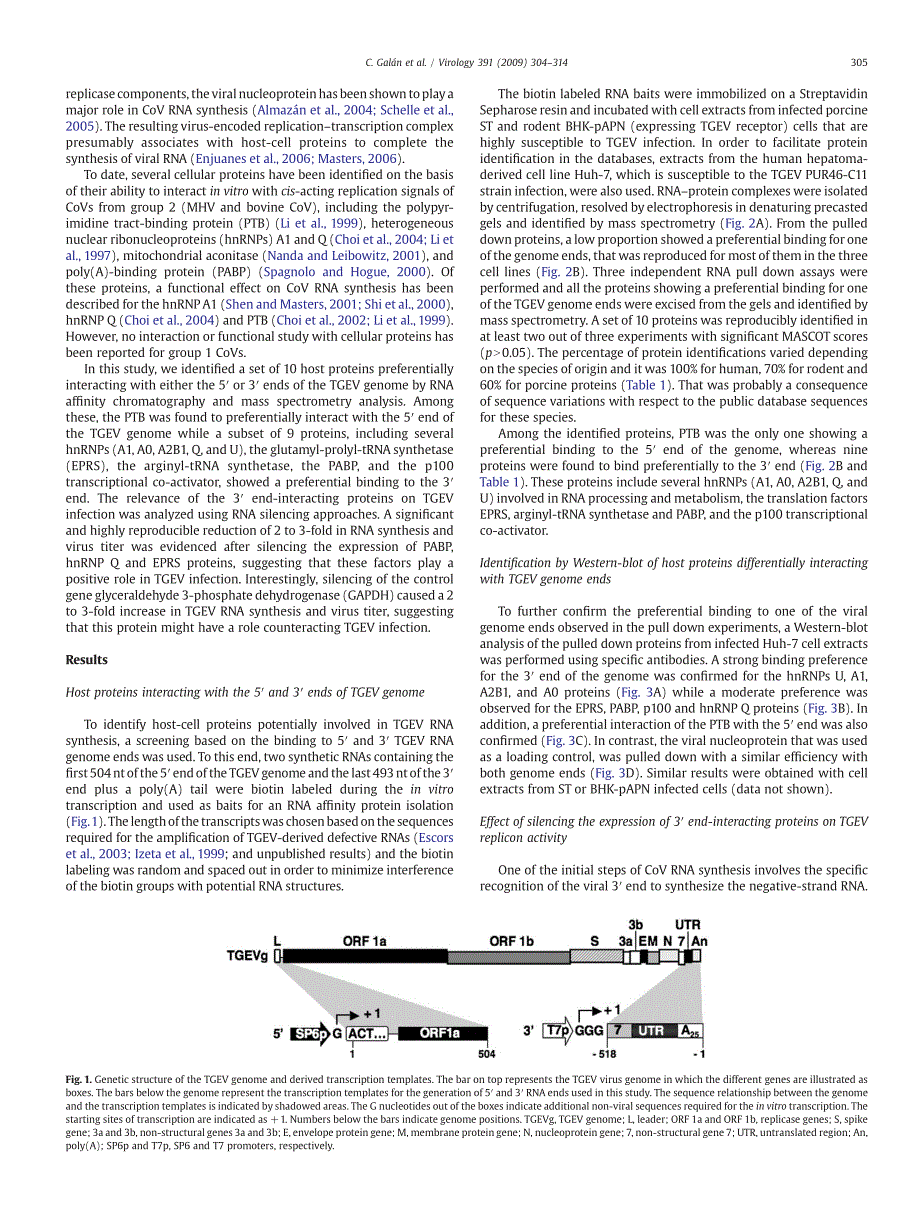 2009 Host cell proteins interacting with the 3_ end of TGEV coronavirus genome influence virus replication_第2页