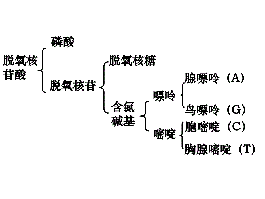 5.2高考生物复习_第3页