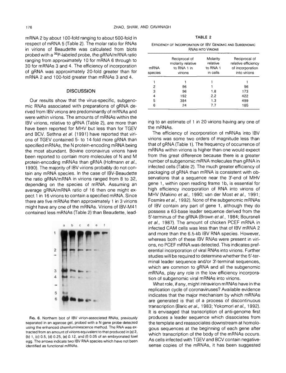 1993 Presence of Subgenomic mRNAs in Virions of Coronavirus IBV_第5页