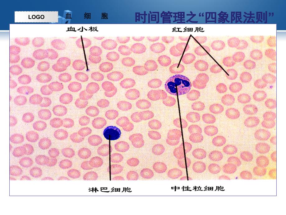 生理学课件_血液_ppt1_第3页