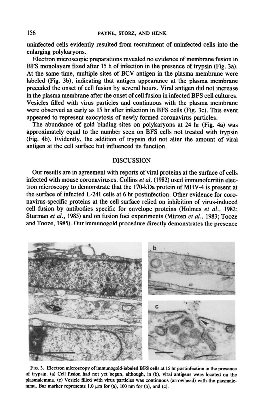 1990 Bovine coronavirus antigen in the host cell plasmalemma_第5页