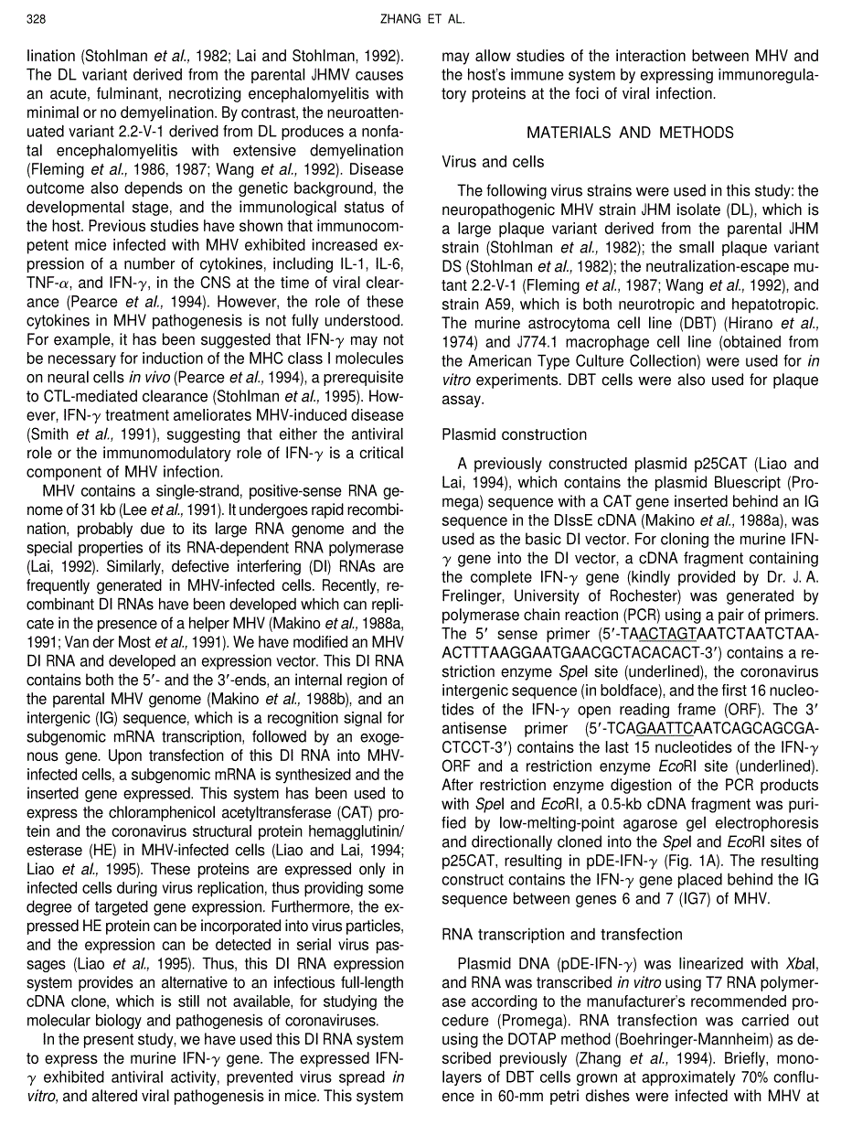 1997 Expression of Interferon-_ by a Coronavirus Defective-Interfering RNA Vector and Its Effect on Viral Replication, S_第2页