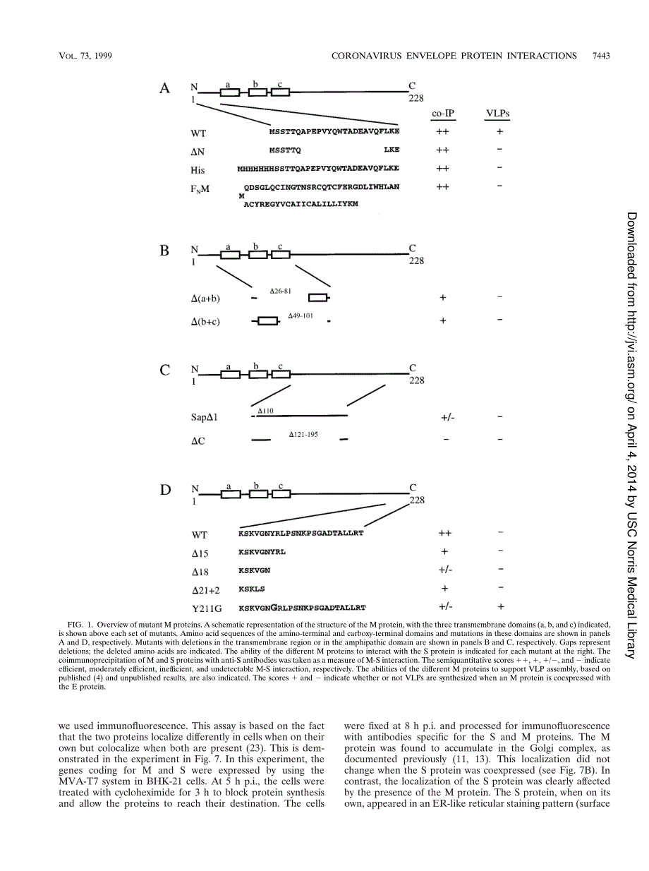 1999 Mapping of the coronavirus membrane protein domains involved in interaction with the spike protein__第4页