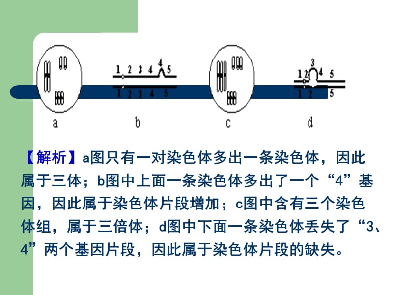 2007-2011生物高考题分类汇编(课件)：必修2专题18染色体变异12819_第3页