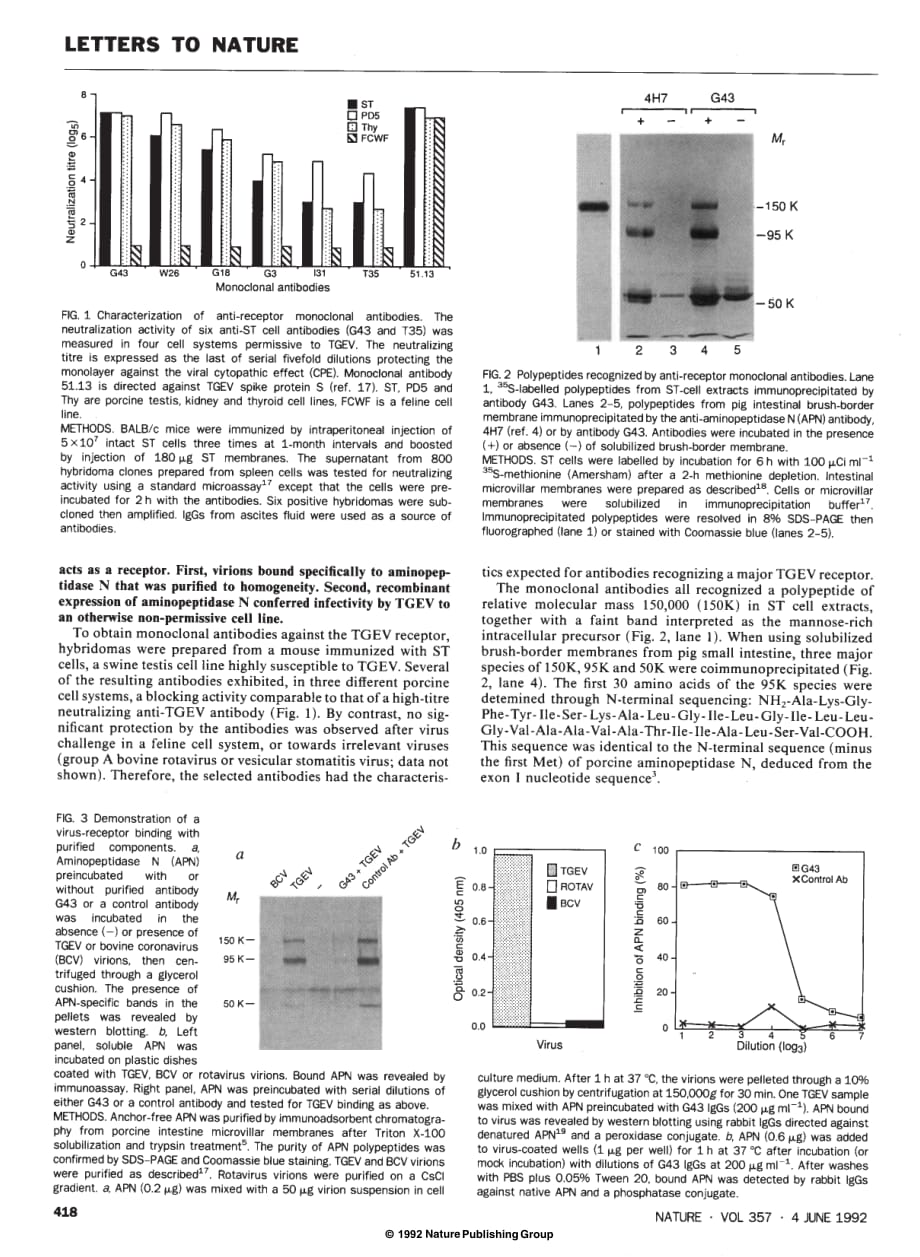 1992 Aminopeptidase N is a major receptor for the enteropathogenic coronavirus TGEV_第2页