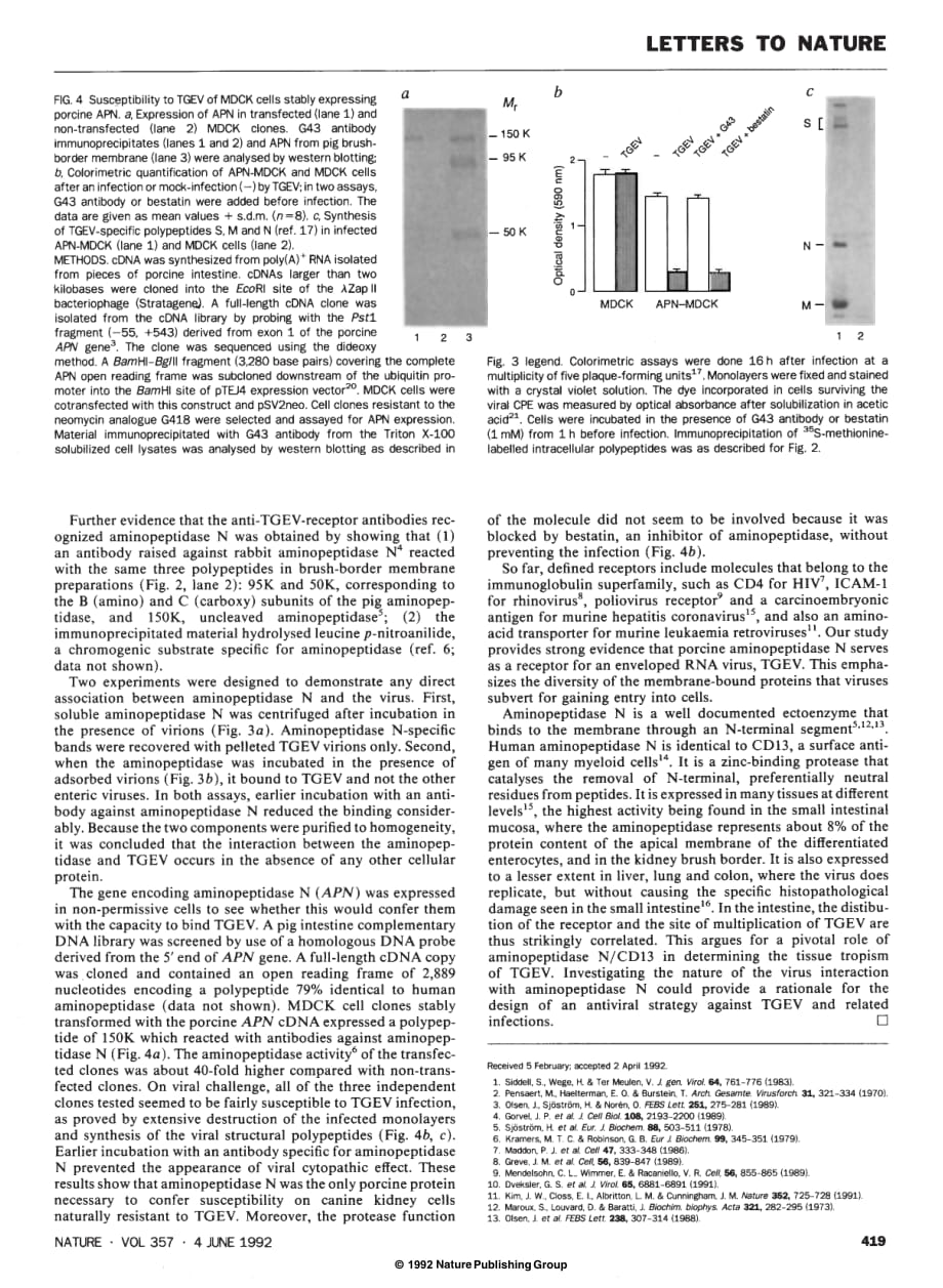 1992 Aminopeptidase N is a major receptor for the enteropathogenic coronavirus TGEV_第3页