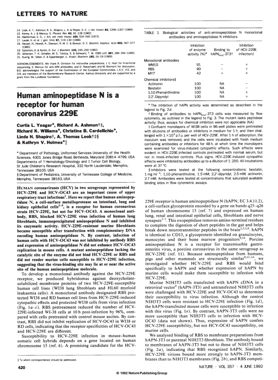 1992 Aminopeptidase N is a major receptor for the enteropathogenic coronavirus TGEV_第4页