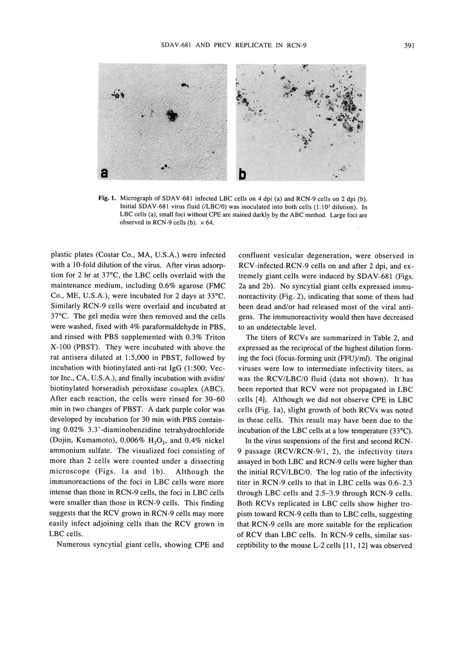 1996 Replication of Rat Coronaviruses in Intestinal Cell Line, RCN-9, Derived from F344 Rats__第3页