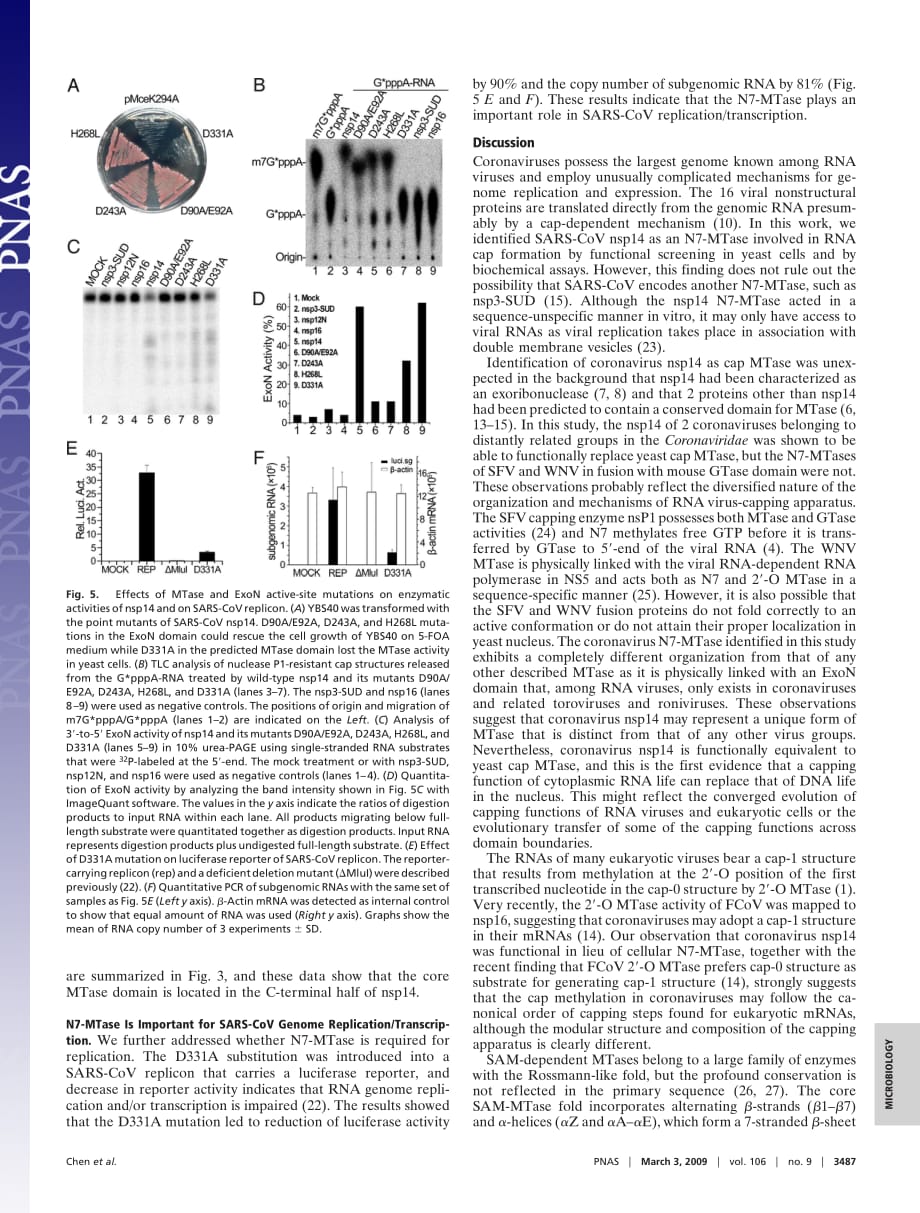 2009 Functional screen reveals SARS coronavirus nonstructural protein nsp14 as a novel cap N7 methyltransferase_第4页