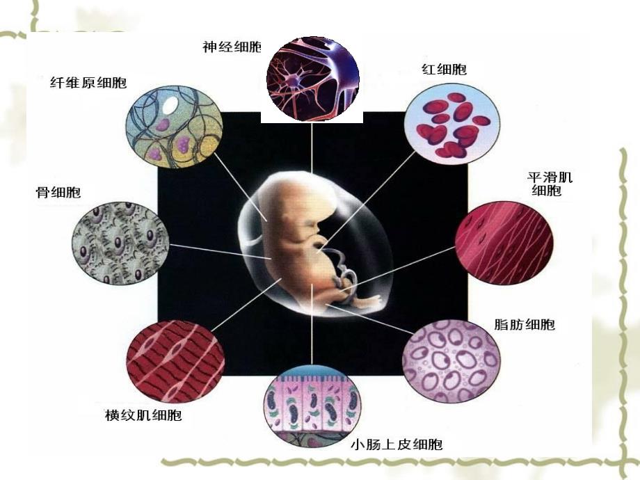 2019高中生物 专题6.2 细胞的分化同步课件 新人教版必修1_第2页