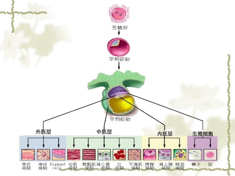 2019高中生物 专题6.2 细胞的分化同步课件 新人教版必修1_第5页