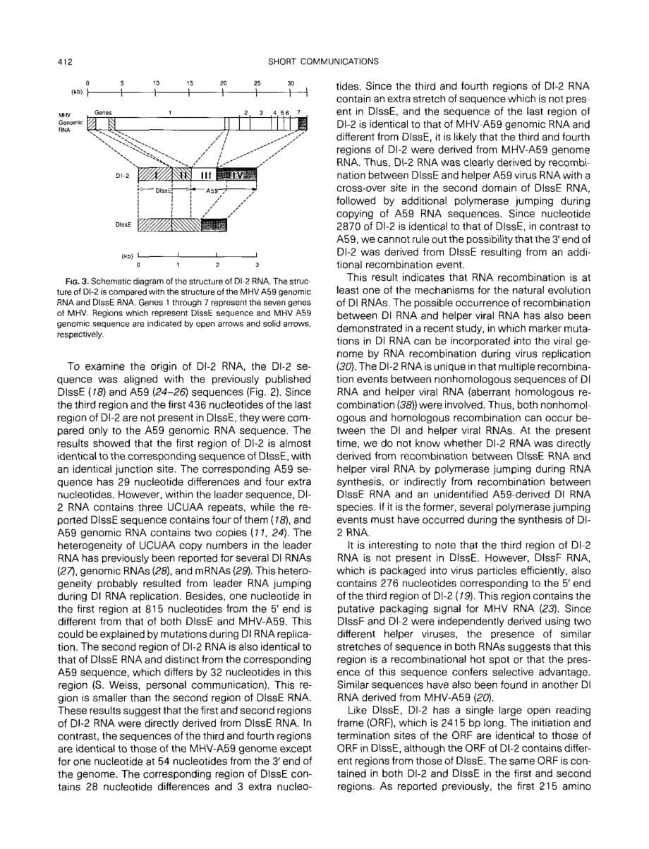 1993 Natural Evolution of Coronavirus Defective-Interfering RNA Involves RNA Recombination_第5页